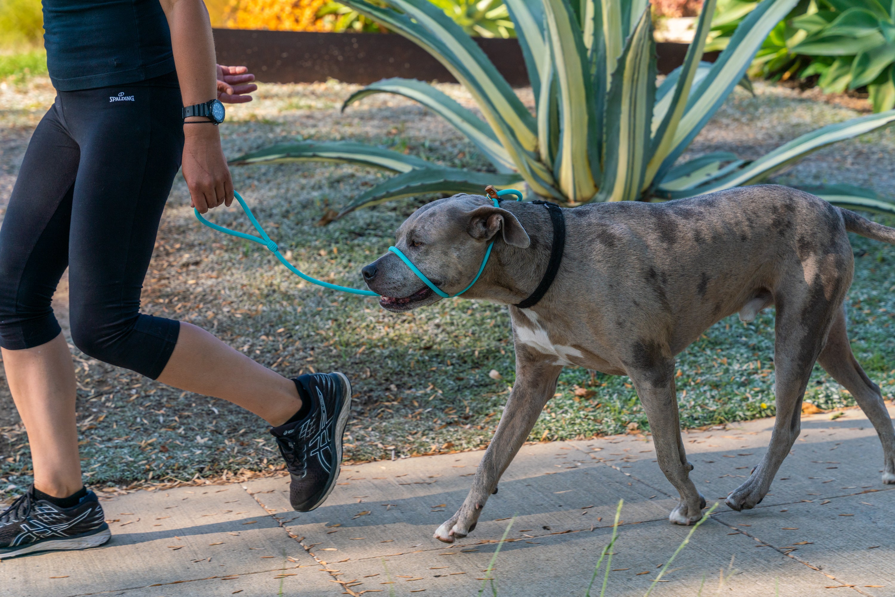 Learn To Lead Leashes by Cheri Wulff Lucas – shopcheriwulfflucas